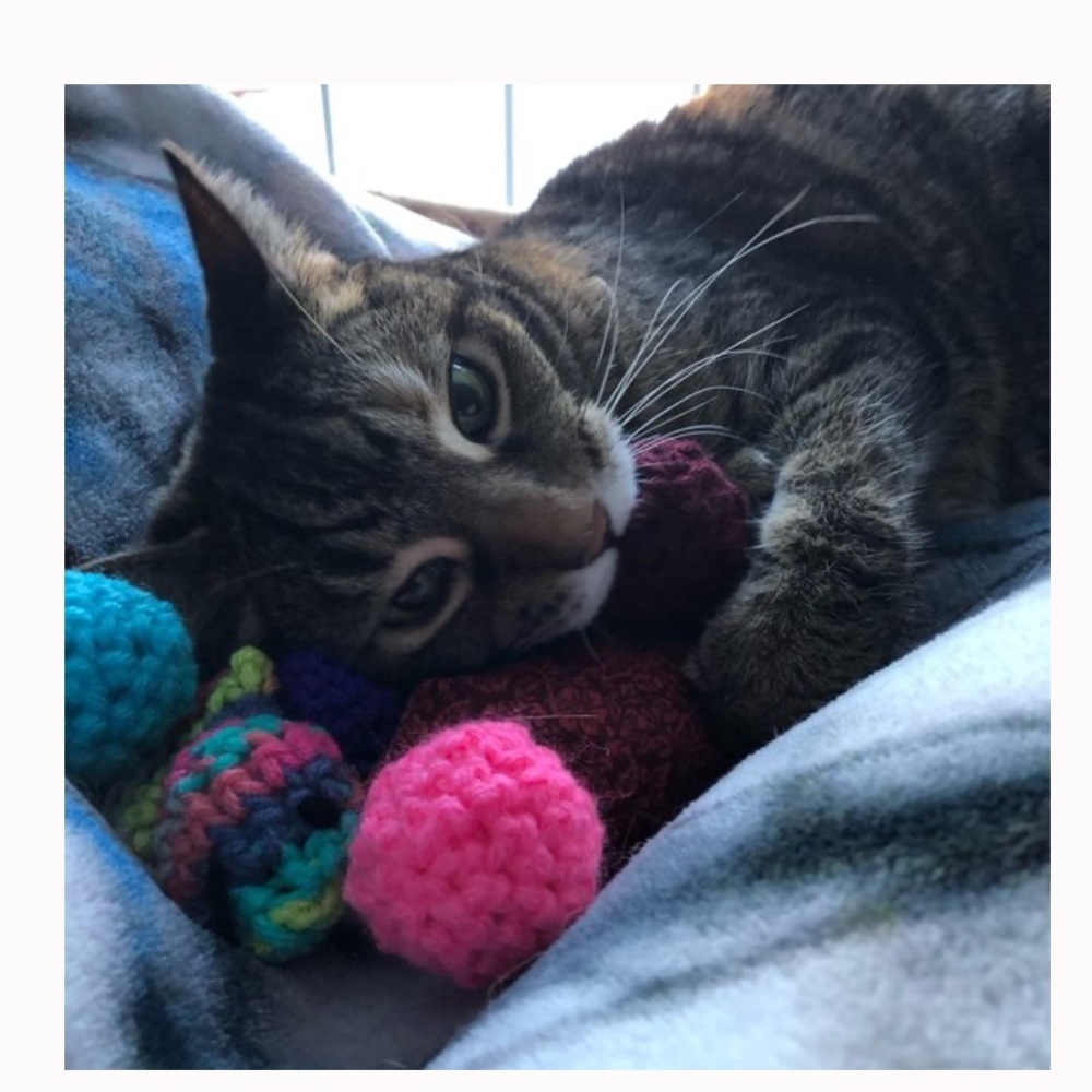 Hand Crafted Colorful Crocheted Organic Catnip Four Interactive Fish Cat Toys - Picture 10 of 11
